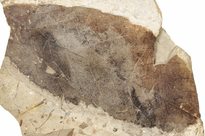 Fossil Plant (Fagus) Leaf - McAbee, BC #271360